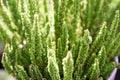 Outdoor decor with Heather plants in pot Royalty Free Stock Photo