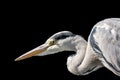 Outdoor color portrait of a single isolated hunting heron egret on black background