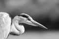 Monochrome image of a single isolated hunting heron egret on blurred natural background - ready to catch