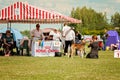 Outdoor dog show on a grass field. Many people and dogs competing. Round for saluki dogs or Persian greyhounds. Many tents and Royalty Free Stock Photo