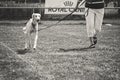 Outdoor dog show on a grass field. Round for saluki dogs or Persian greyhounds. White saluki in the ring walking with her owner.