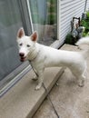 Outdoor dog waiting want in glassdoor Royalty Free Stock Photo