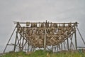 Outdoor drying of cod fish in Norway Royalty Free Stock Photo