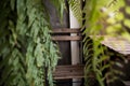 Outdoor Empty Chair surrounded by Green Fern Leaves in the Garden or Backyard. Summer Living Lifestyle