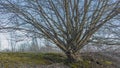 Stark springtime tree in a contaminated area of ground Royalty Free Stock Photo