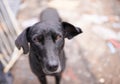 Outdoor, face and abandoned dog with sad look in street, homeless and lost for help or adoption. Closeup, pet and animal Royalty Free Stock Photo