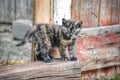 Fluffy calico kitten outside in front of a weathered barn door. Royalty Free Stock Photo