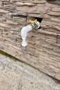 Outdoor faucet water tap with white PVC pipe and reed valve on light brick wall background texture Royalty Free Stock Photo