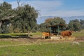 Outdoor feeder and mountain views of brown cows and calves Royalty Free Stock Photo