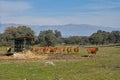 Outdoor feeder and mountain views of brown cows and calves Royalty Free Stock Photo