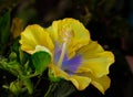 Macro flower portrait of a single yellow violet wide open blooming colorful hibiscus