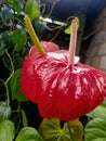 The outdoor flower plant in sri lanka