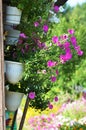 Outdoor flower pot hanging on wooden fence for small garden, patio or terrace. Royalty Free Stock Photo