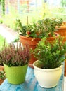 Outdoor flower pots Royalty Free Stock Photo
