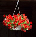 Outdoor flower pots with pink and red petunias hang from the top Royalty Free Stock Photo