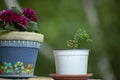 Outdoor flower pots for small garden, patio or terrace, close up. Royalty Free Stock Photo