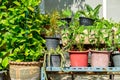 Outdoor flower pots with tropical succulent plants. Royalty Free Stock Photo