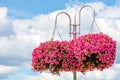 Pink and red petunias adorn a street white pillar against a blue cloudy sky, copy space Royalty Free Stock Photo