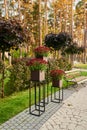 Outdoor flowers in tubs in a landscape park with wooden seats