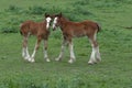 Outdoor foaling about