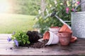 Outdoor Garden Bench with Balloon Flowers Royalty Free Stock Photo