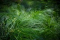 Outdoor green grass detail Royalty Free Stock Photo