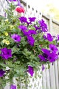 Outdoor handing basket with annual purple petunias flowers