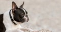 Outdoor head portrait of a Boston Terrier 2-year-old puppy.