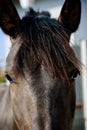 Horse portrait Royalty Free Stock Photo