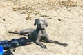 Outdoor head portrait of a purebred weimaraner lying on a beach Royalty Free Stock Photo