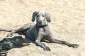 Outdoor head portrait of a purebred weimaraner lying on a beach Royalty Free Stock Photo