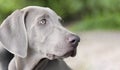 Outdoor head portrait of puredred young Weimaraner. A young, beautiful, silver blue gray Weimaraner purebred dog portraits Royalty Free Stock Photo