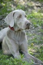 Outdoor head portrait of puredred young Weimaraner lying in grass. Royalty Free Stock Photo