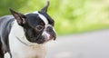 Outdoor head portrait of black and white dog, young purebred Boston Terrier in a park.Boston terrier dog posing in