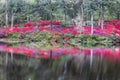 Outdoor Hillside Azalea Garden Water Reflection SC