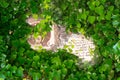 Outdoor icon of Jesus Christ covered with ivy