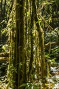 Outdoor image of a tropical lianas, covered with moss, mysterious Highlands forest. Relic wet mossy forest - Doi