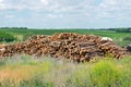 Outdoor industry storage of logs on the background of summer green field. Piles, stacks of wooden logs, trunks ready for Royalty Free Stock Photo