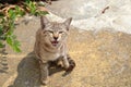 Outdoor kitten smiles