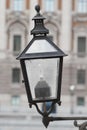 Outdoor, lamp and street in city, vintage and retro for urban Cape Town to illuminate objects or areas. Winter, antique