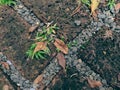 Outdoor landscape paving of a park close up