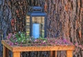 Outdoor lantern table dried flowers tree trunk