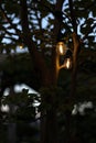 Outdoor light bulb hanging from a tree Royalty Free Stock Photo