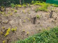 Little tree stumps in the garden Royalty Free Stock Photo