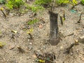 Outdoor little tree stumps Royalty Free Stock Photo