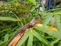 An outdoor lizard that lives on bamboo leaves.