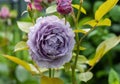 Outdoor macro of blooming violet rose blossoms on a shrub with buds