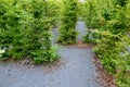 Outdoor maze for children. he planted hornbeams in a row in a hedge. the plants are mulched with wood chips. there is a gray grave