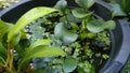 Outdoor mini pond garden with water hyacinth and amazon frog bit aquatic plant. Water ecosystem.