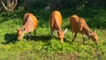 Balinese cattle at Arar sorong Royalty Free Stock Photo